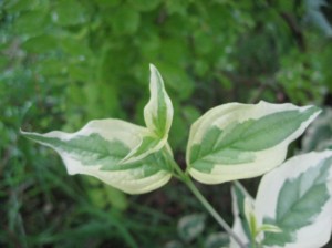 Cornus-Mas-Variegata