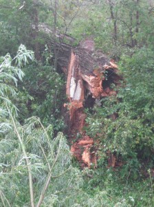 Cottonwood-End-Of-Life