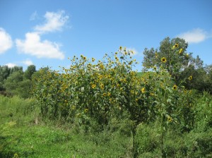 Dam-Sunflowers