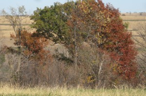 Different-Fall-Stage-Red-Oak