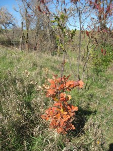 English-Oak