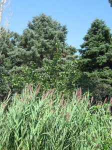 Giant-Common-Reed