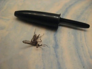 Giant-Mosquito-Iowa