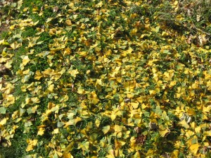 Ginkgo-Leaf-Drop