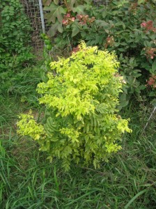 Golden-Tree-Cultivars