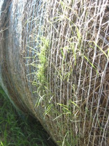 Grass-Seed-Germinating-Haybale