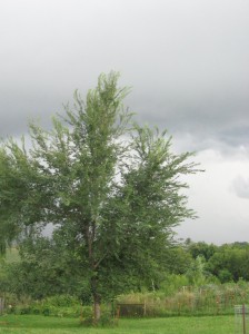 Green-King-Hybrid-Elm-Tree