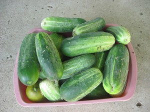 Heavy-Cucumber-Production