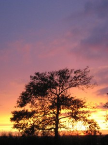 Honey-Locust-Sunsets