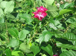 Hoptree-Flowers-Morning-Glory-Ruffled-Flowers