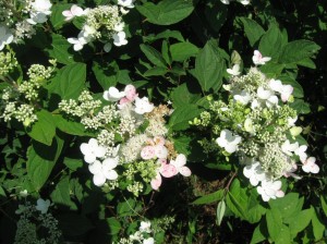 Hydrangea-Flowers