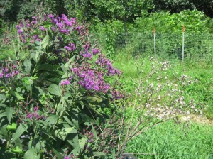 Ironweed-Past-And-Present