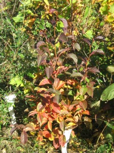 Korean-Stewartia