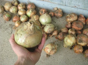 Large-Onions-Sweet
