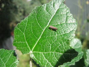 Leafhopper-Curly-Poplar