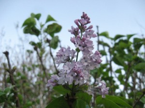 Lilac-Fall-Flowers