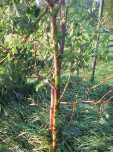 Locust-Tree-Hail-Damage