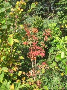 Manchurian-Maple-Red-Fall-Color