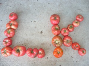 Many-Large-Tomatoes