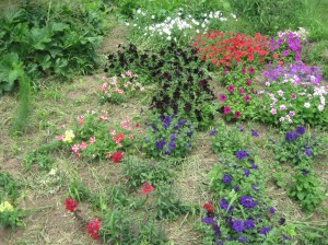Many-Petunia-Flowers
