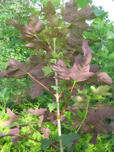 Maple-Purple-Leaves