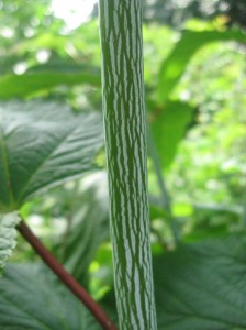 Moosewood-Bark-Acer