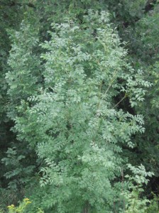 Narrowleaf-Ash-Fraxinus