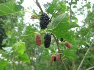 Northrup-Mulberries