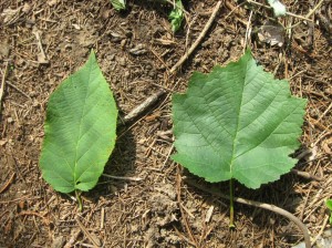 Paperbark-Hazelnut-Turkish-Hazel-Leaf-Comparison