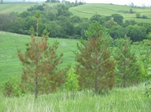 Pitch-Loblolly-Hybrid-Pine-Growth
