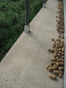 Potato-Harvest