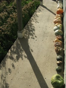 Pumpkin-Lineup