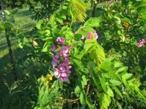 Purple-Robe-Locust-Flowers