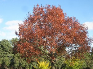 Red-Oak-Ginkgo