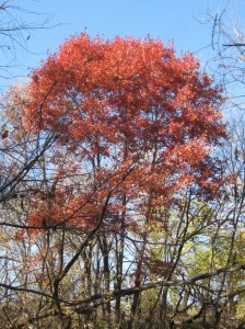 Red-Oak-Multiple-Trunks