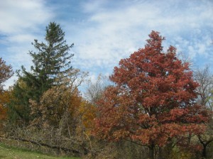 Red-Quercus-Alba