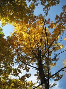 Shellbark-Hickory-Yellow