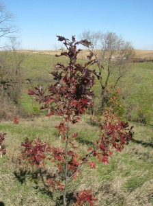 Shumard-Oak-Purple-Red-Fall