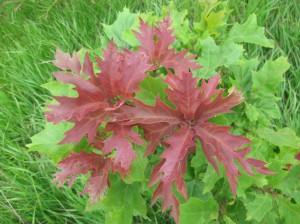 Shumard-Oak-Red-Leaves