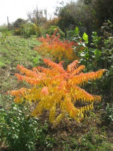 Staghorn-Sumac-Cultivars