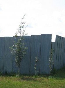 Swedish-Columnar-Aspen