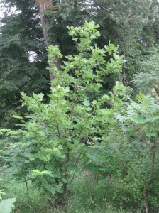 Tulip-Poplar-Iowa