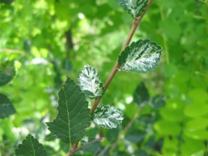 Ulmus-Parvifolia-Variegata