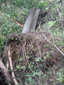Uprooted-Cottonwoods-Wind-Damage