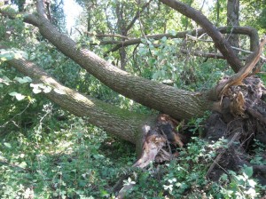 Uprooting-Trees-Storm