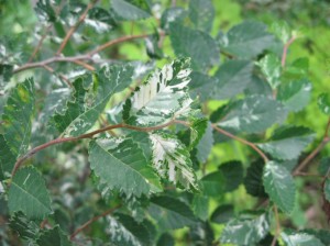 Variegated-Chinese-Elm