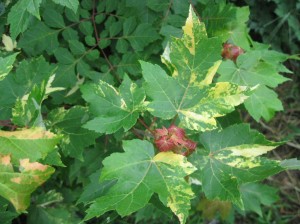 Variegated-Maple-Silver-Red-Maple