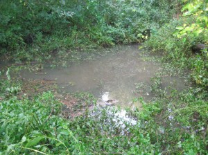 Vernal-Pond-Flood-Stage