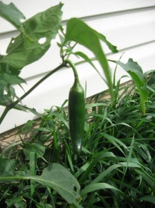 Volunteer-Jalapeno