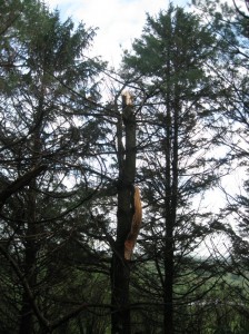 White-Pine-Windbreak-Wind-Damage